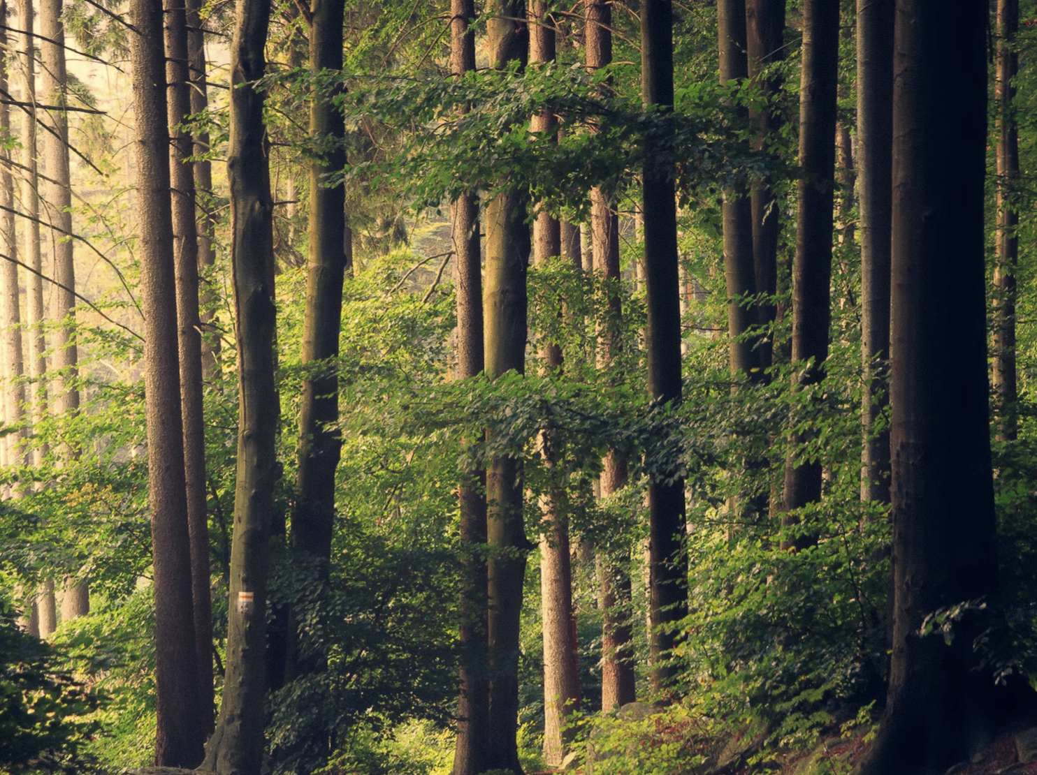 "Natur ist..."- automatisches Schreiben